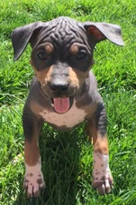 Lorial's "L" Litter born 3/2/16