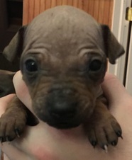 Lorials "M" litter born 9/22/18