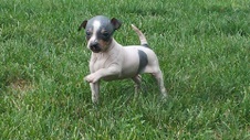 "K" litter born 8/20/15