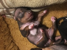 Lorials "N" litter born 9/25/18