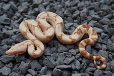 O.T. Motley Het. Sharp x Paradigm Jungle