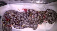 Trinidad Boas BCC Litter 2012