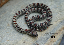 San Luis Potosí Kingsnakes (L. mexicana)
