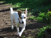 Alfonse ADOPTED:)