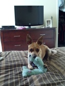 Basil ADOPTED :)