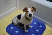 Boyd (Adopted: )