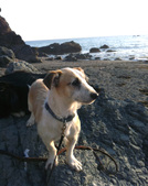 Buddy (Adopted: )