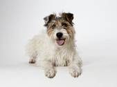 Chloe-ADOPTED: )