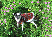 Cleopatra- ADOPTED :)
