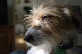 Clifford ADOPTED :)