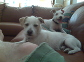 Cofy/Frisco ~~ ADOPTED: )
