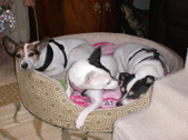 Duke, Duchess, Princess ~~ ADOPTED: )