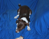 Gizmo ADOPTED:)