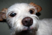 Harry P.~ ADOPTED: )