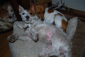 Jewel ADOPTED:)