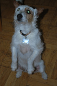 Josie ~~ ADOPTED: )
