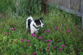 Larry- ADOPTED: )