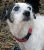 Linus~ Adopted: )