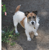 Lowfur ~~ADOPTED : )