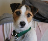 Molly O'Dolly- Adopted: )