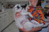 Oscar Adopted: )