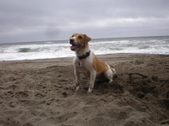 Corky (Adopted: )