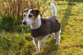 Renzo, AKA Stanley~~ ADOPTED: )