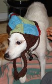 Stella - ADOPTED: )