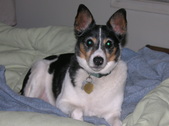 Waldo ADOPTED: )