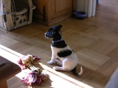 Ziggy ADOPTED: )