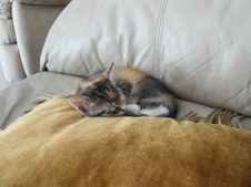 Enlarge photo 4