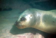 Buceo
