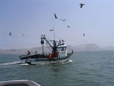 pesca vivencial/ deep & ned fishing