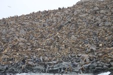 Enlarge photo 44