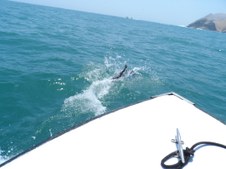 Enlarge photo 58