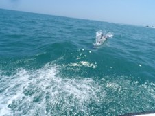 Enlarge photo 60
