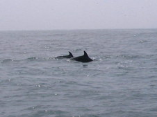 Enlarge photo 63