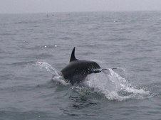 Enlarge photo 62