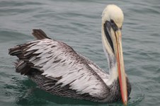SEO BIRDLIFE