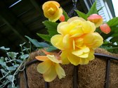 Gardening 2009