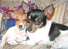 Furkids