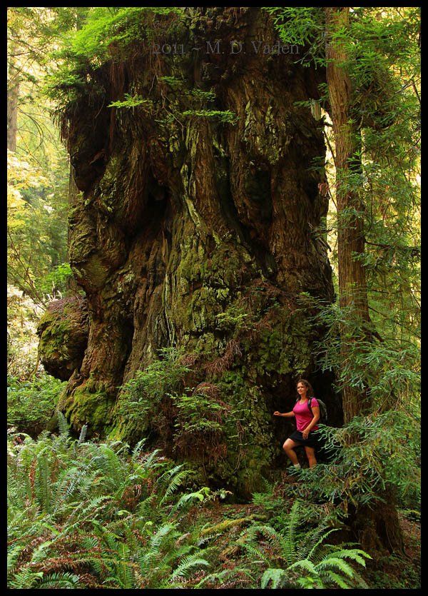 IMAGE: http://photos.imageevent.com/mdvaden/redwoods/Redwood_Photography_600D.jpg