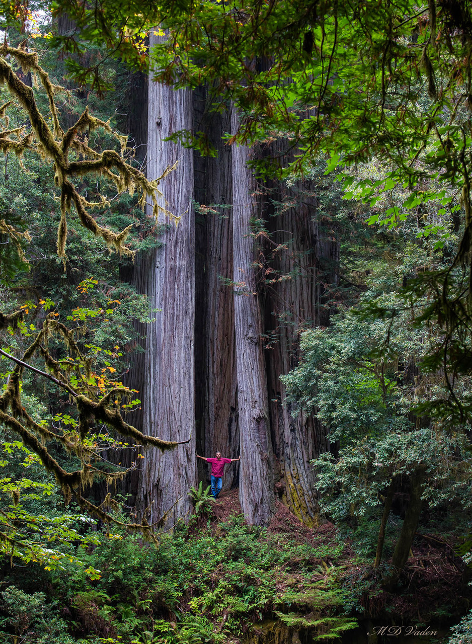 IMAGE: http://photos.imageevent.com/mdvaden/redwoods/giant/La_Leche_%20Redwood_Brwn_Cr.jpg