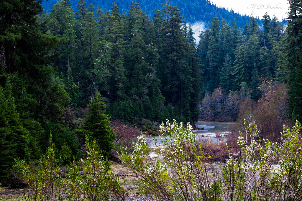 IMAGE: http://photos.imageevent.com/mdvaden/redwoods/huge/Eel_Ave_12mdv.jpg