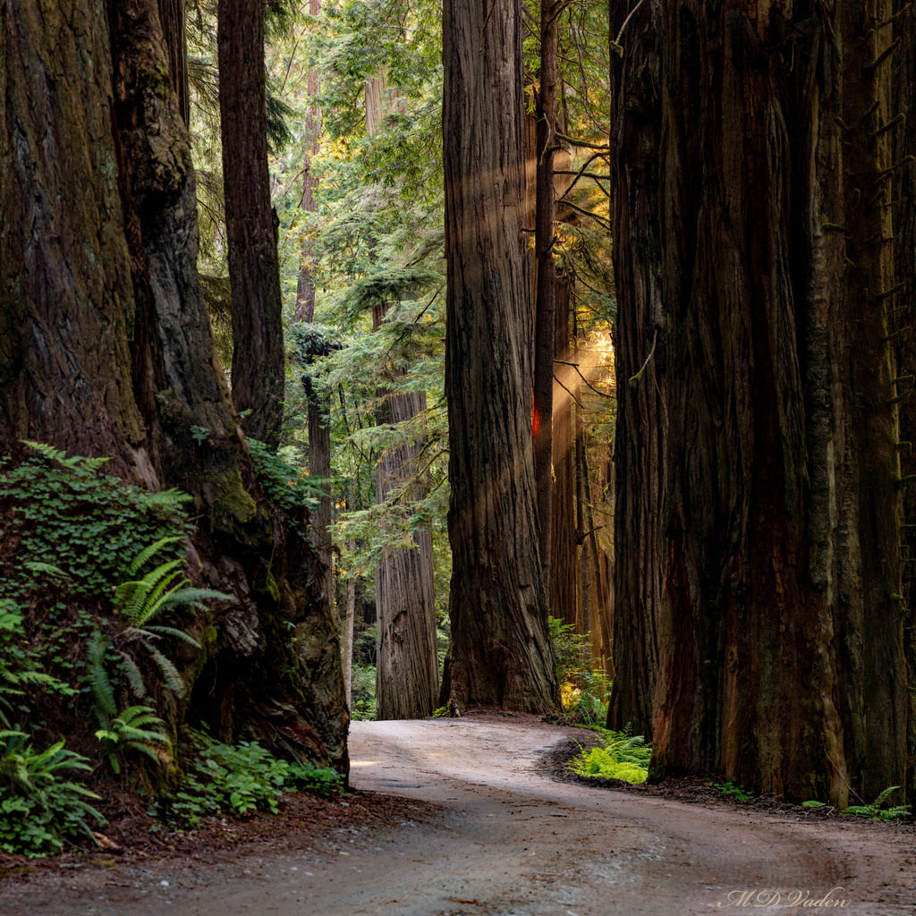 IMAGE: http://photos.imageevent.com/mdvaden/redwoods/huge/HHR_2800mdv.jpg