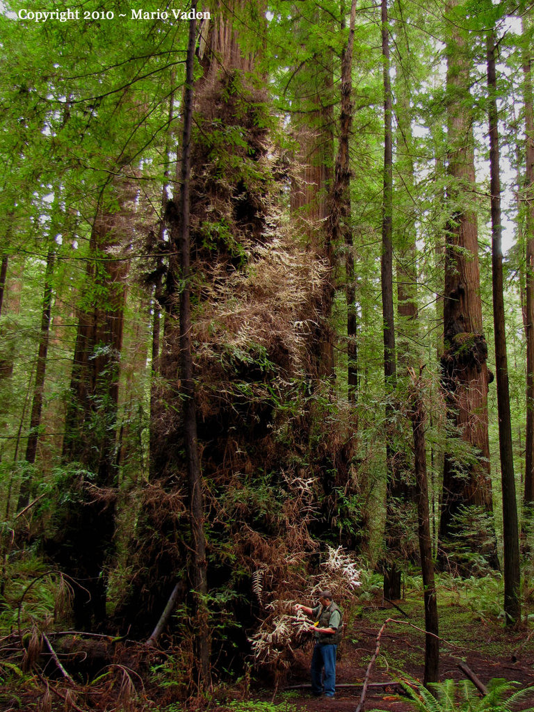 Redwood_57.jpg