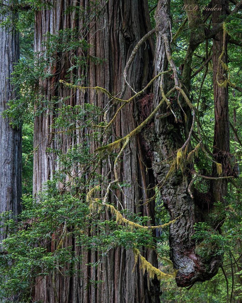 IMAGE: http://photos.imageevent.com/mdvaden/redwoods/huge/Shapes_1800mdv.jpg