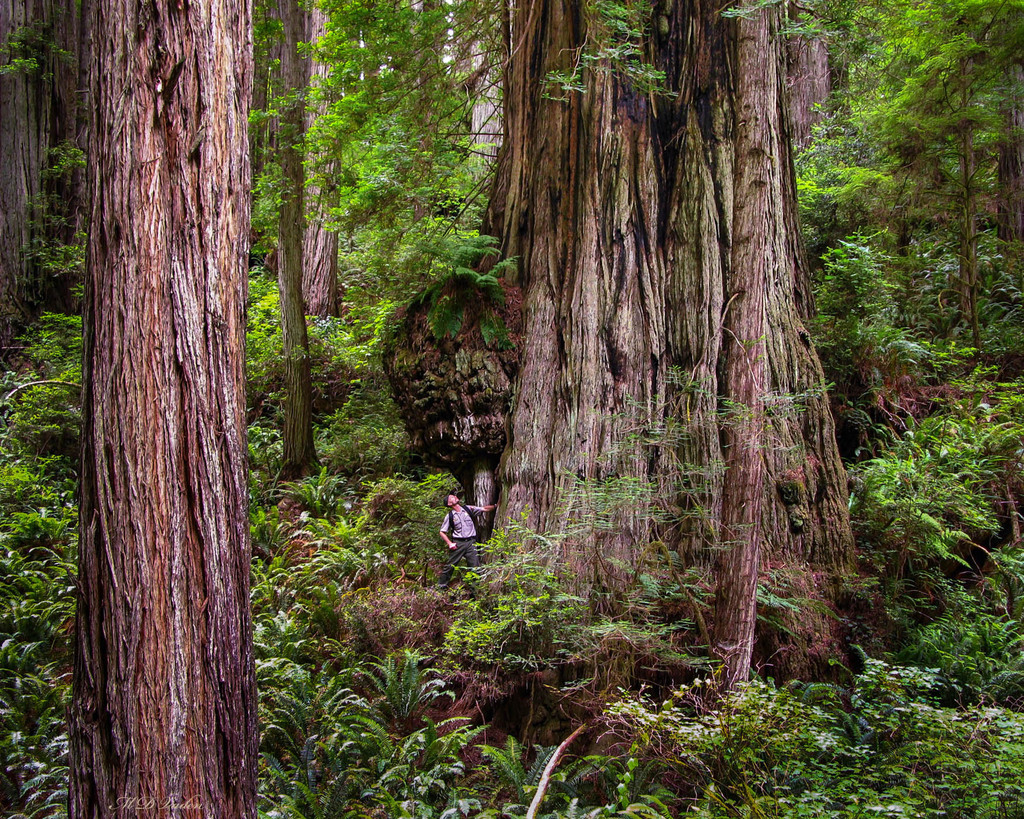 IMAGE: http://photos.imageevent.com/mdvaden/redwoods/huge/Sir_Isaac_1400mdv.jpg