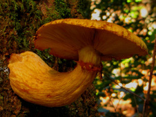 Enlarge photo 107