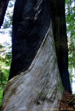 Enlarge photo 120